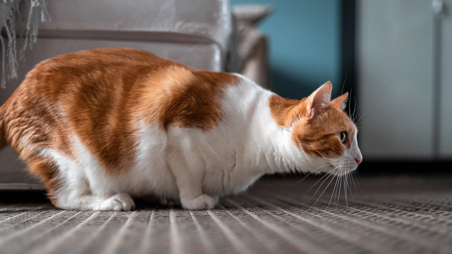 Attack loaf