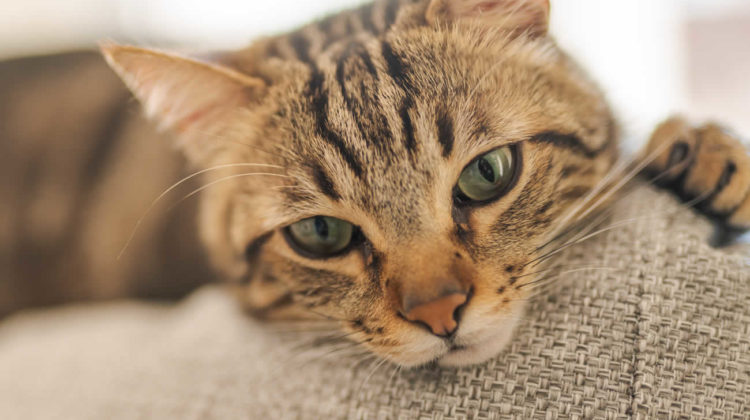 Cat Dandruff