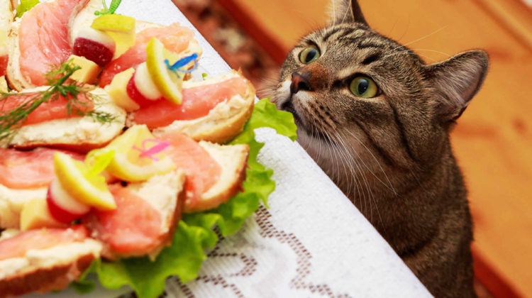 Cats eating shop people food