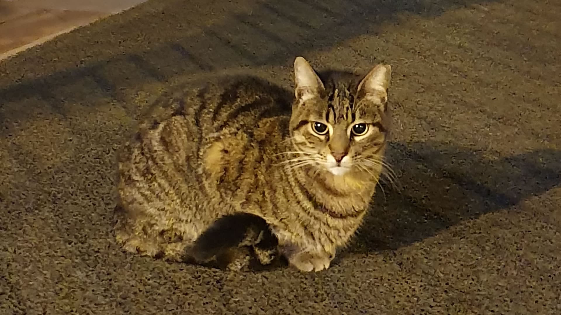 Night loafing