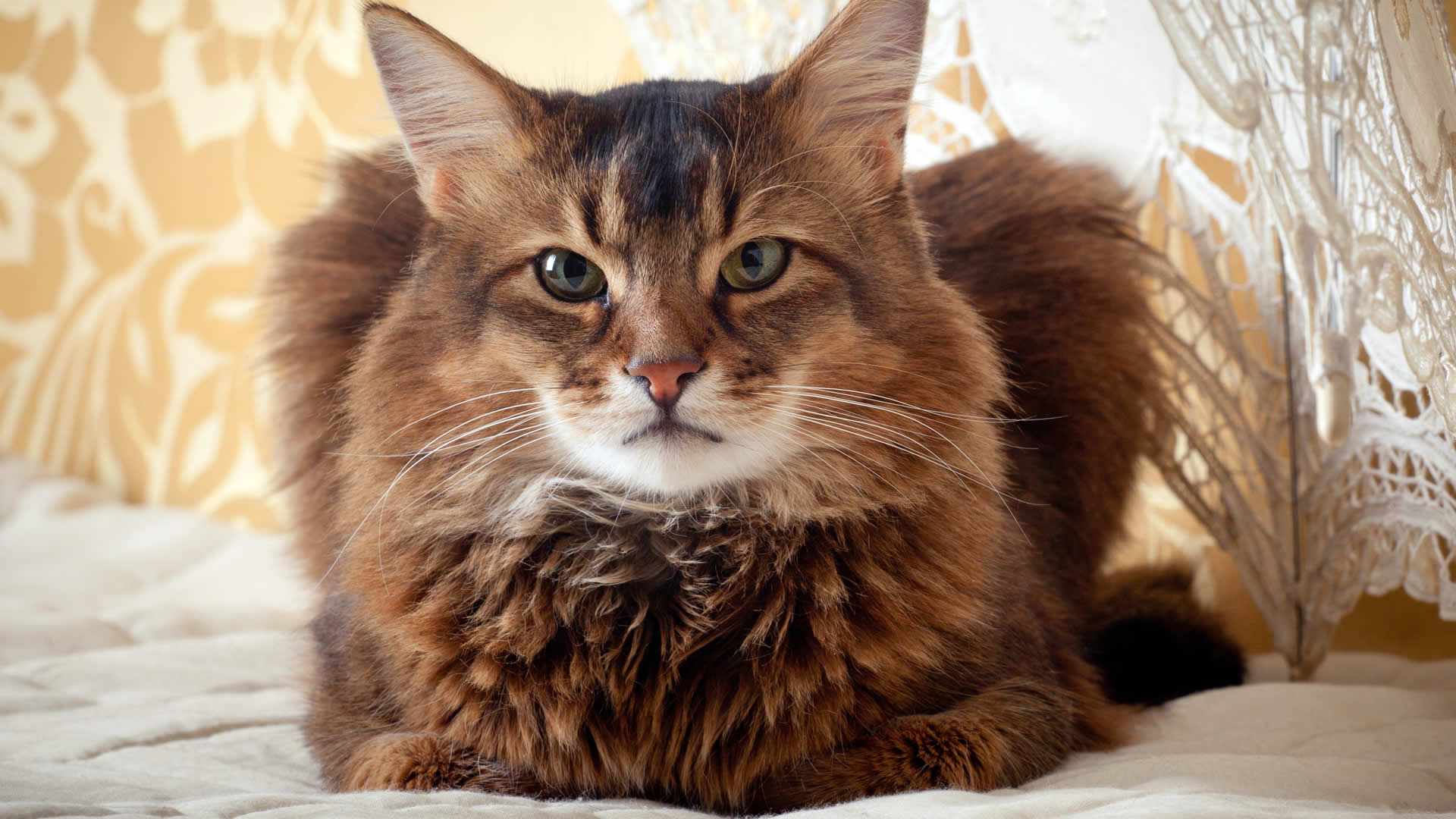 Why Do Cats Loaf? Probably a Good Sign