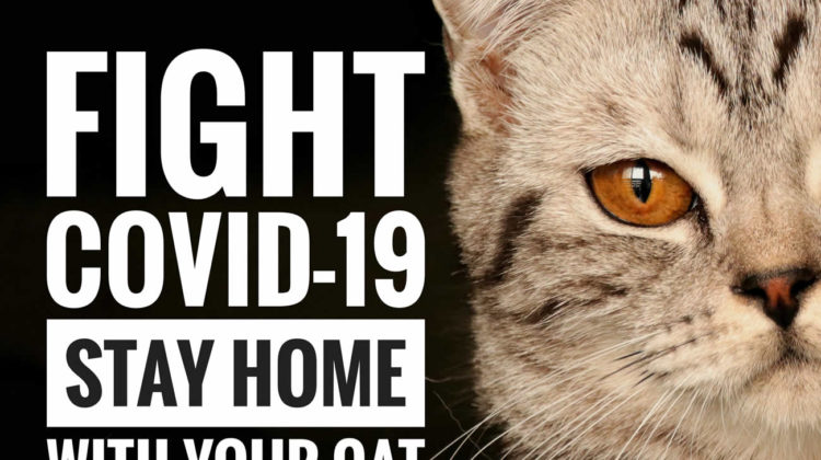 Can Cats Get Infected by COVID-19