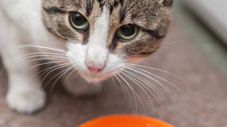 Can Cats Drink Milk? Lactose Intolerance in Cats