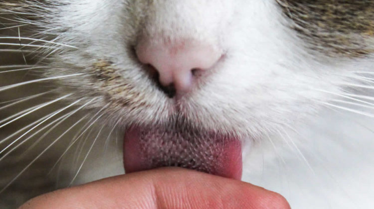 Why Does My Cat Lick Me 13 Ways Your Cat Shows You Love