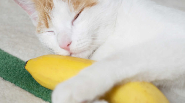 Can Cats Eat Bananas