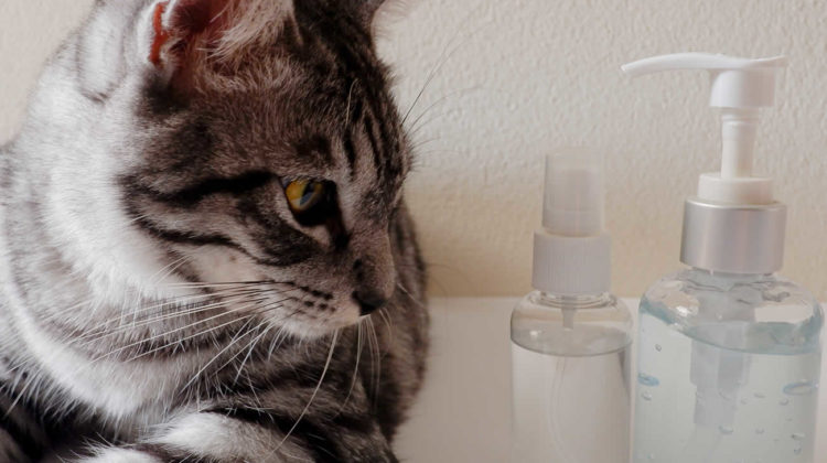 Cat repellent spray diy sale