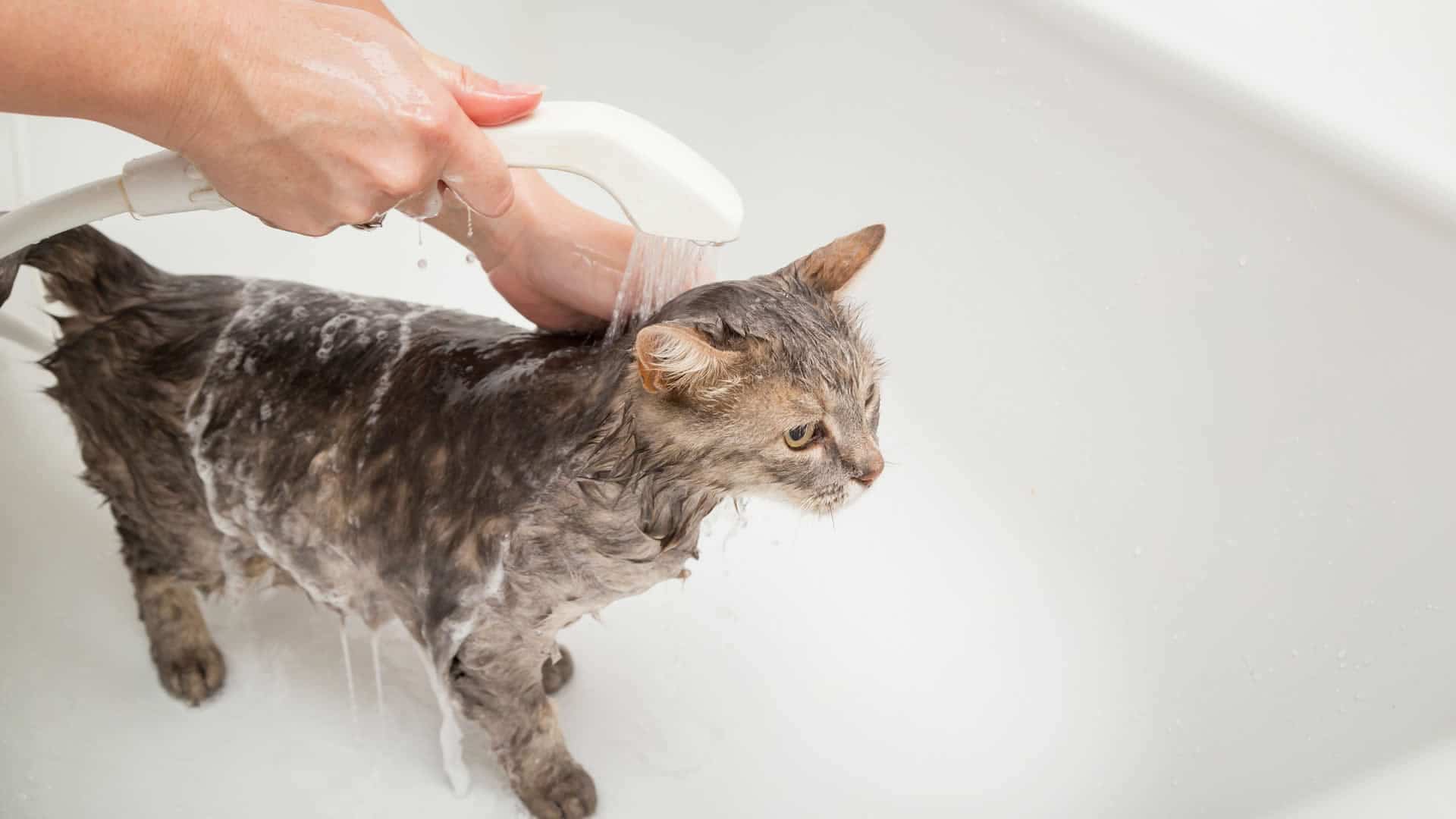 Cat Bathing