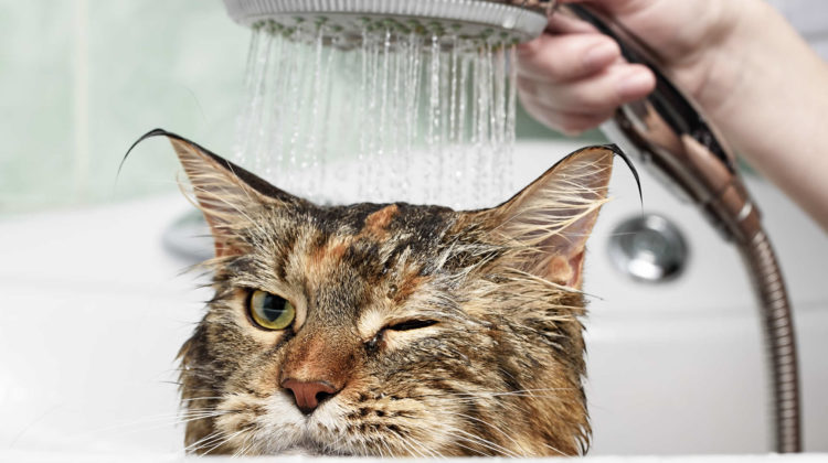 How to Bathe a Cat