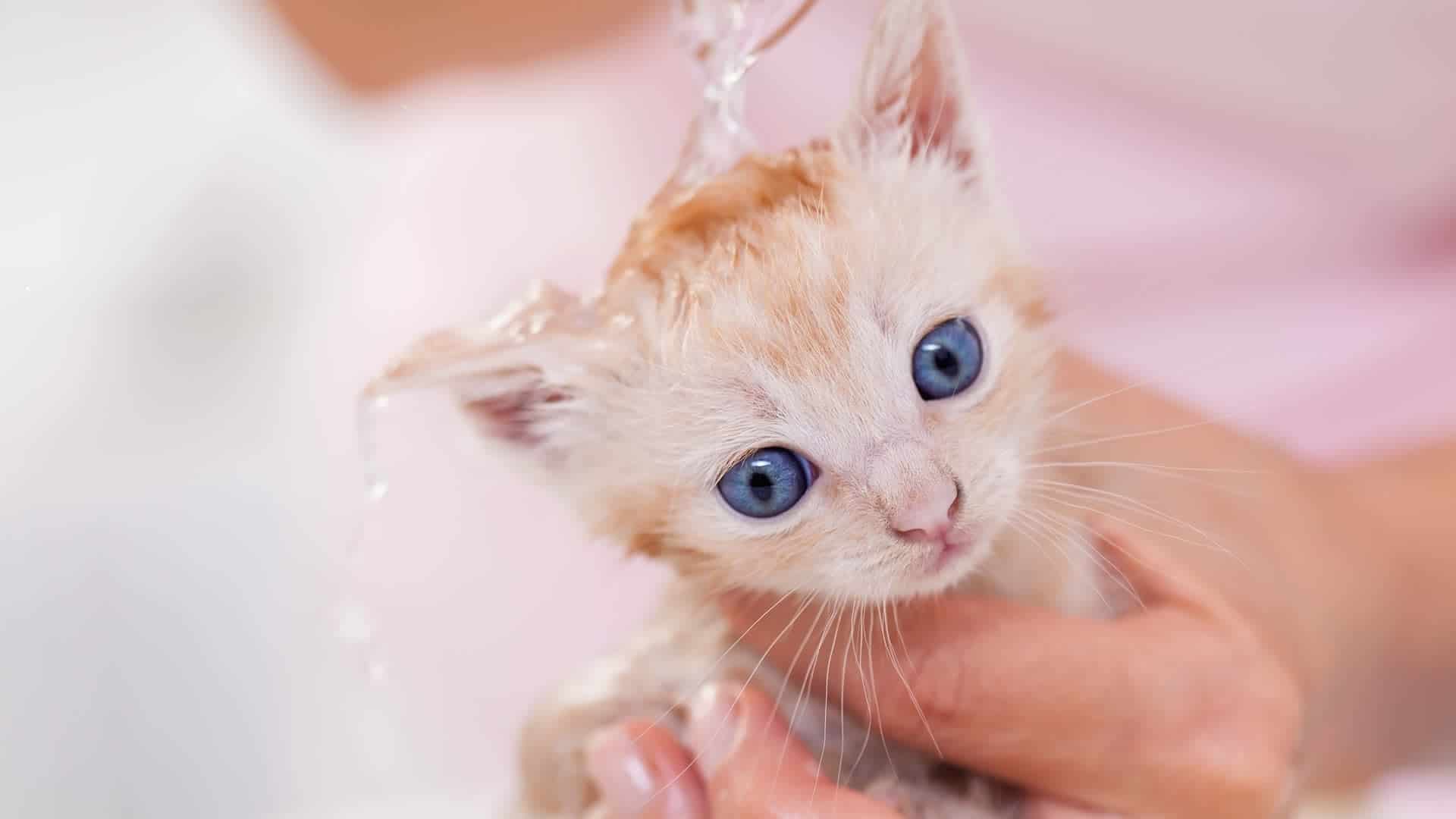 How to Wash a Kitten