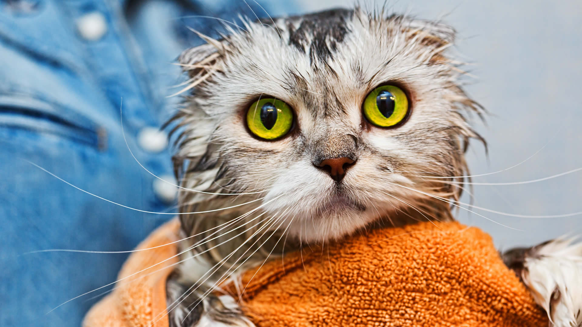 Washing a Cat