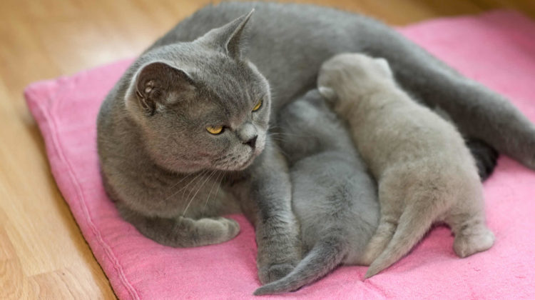 Can Cats Get Pregnant While Nursing?