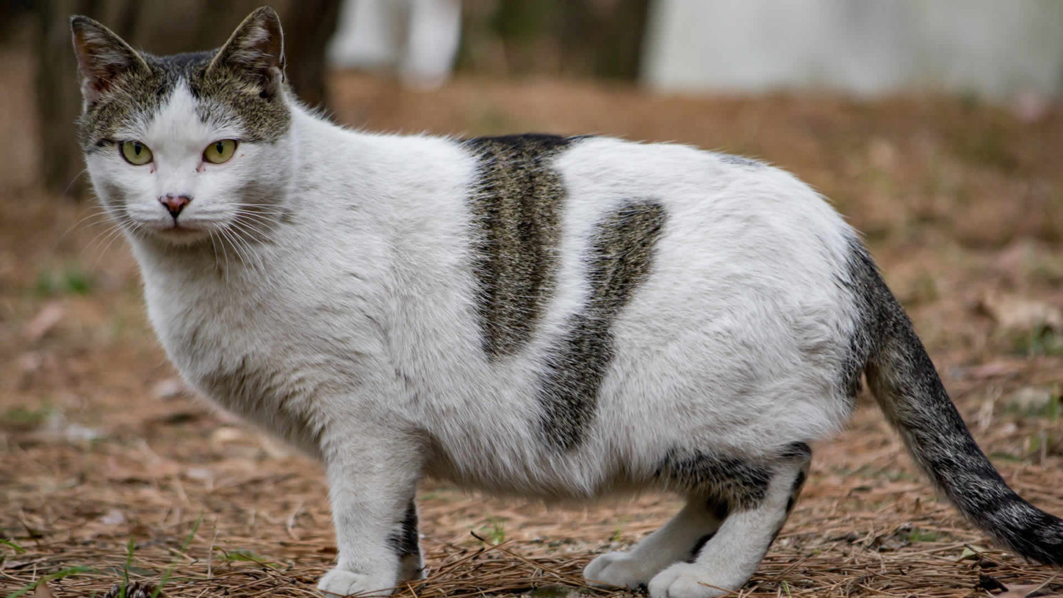 Can Cats Get Pregnant While Nursing?