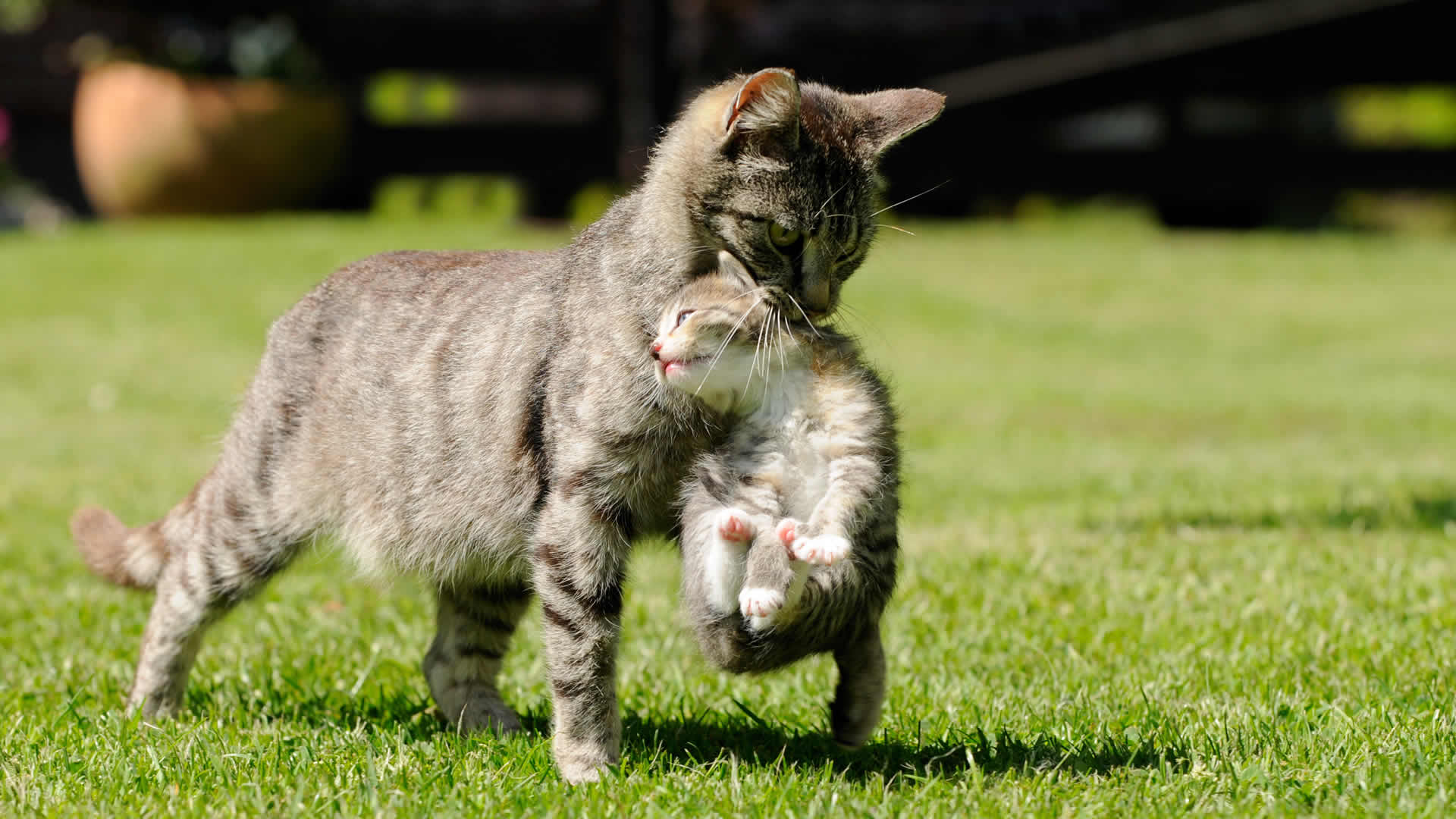 Can cats mate while they are nursing