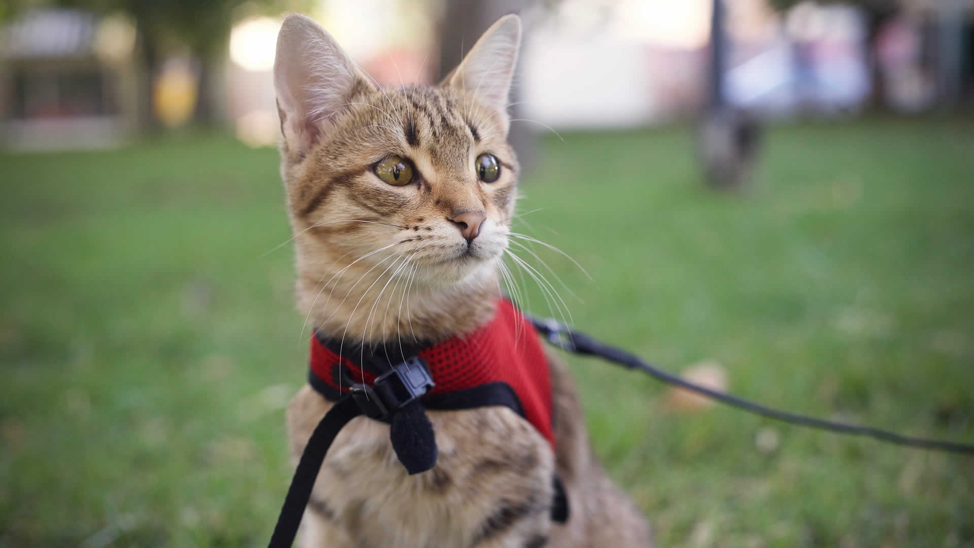 Cat leash training