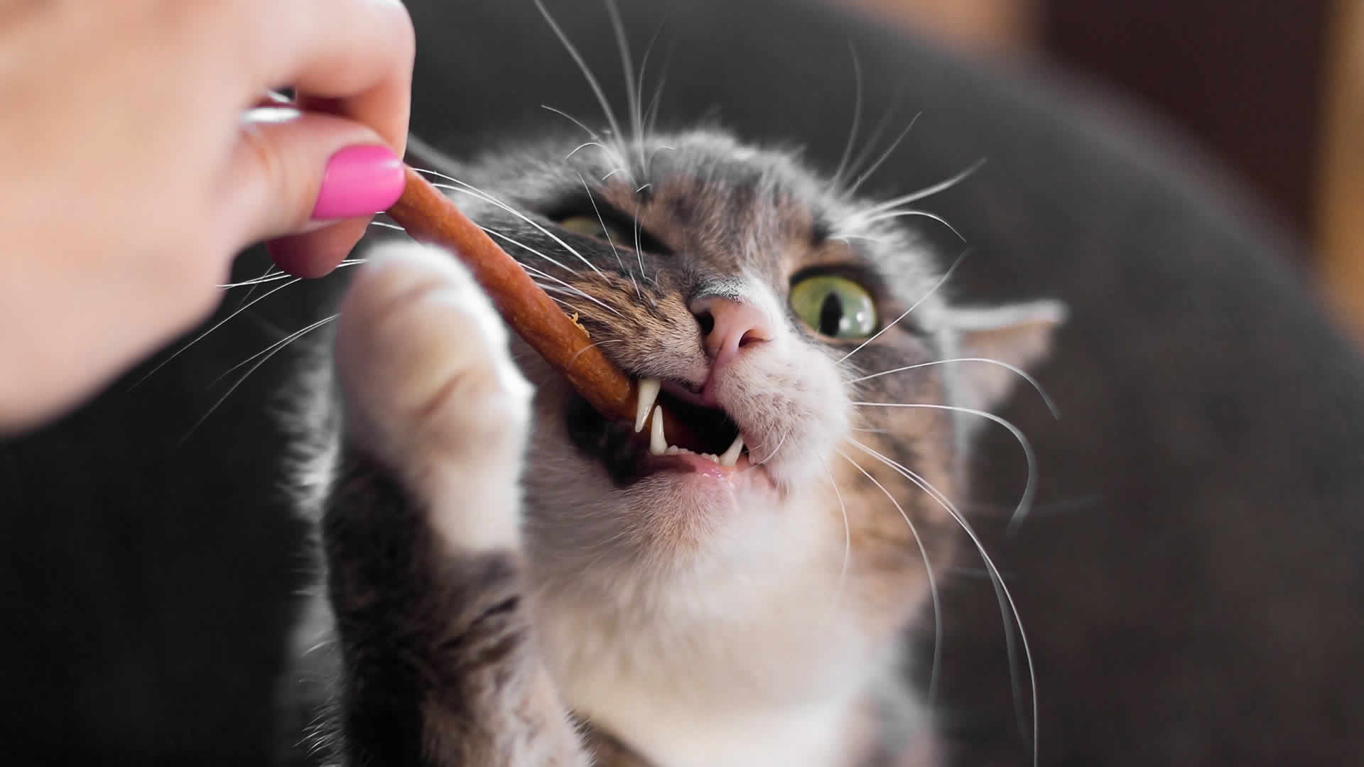 Cat training with treats