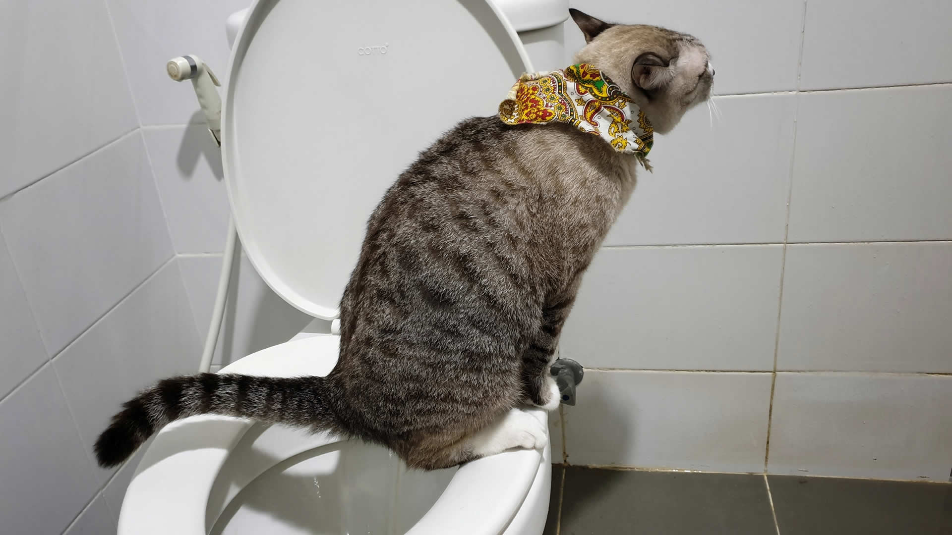 Cat using flush toilet