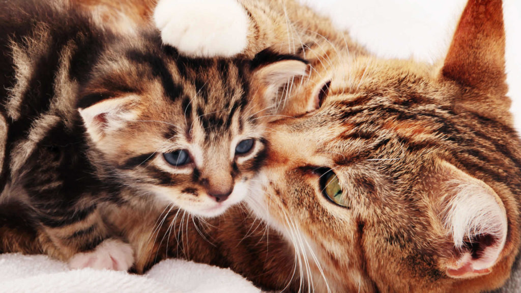 Can Cats Get Pregnant While Nursing?