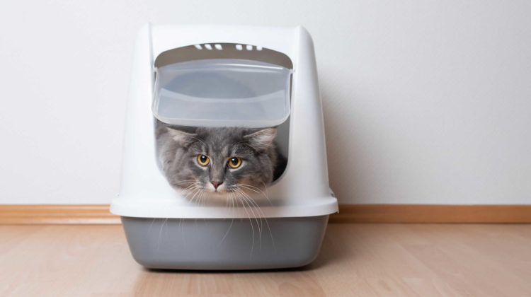 hooded cat litter box