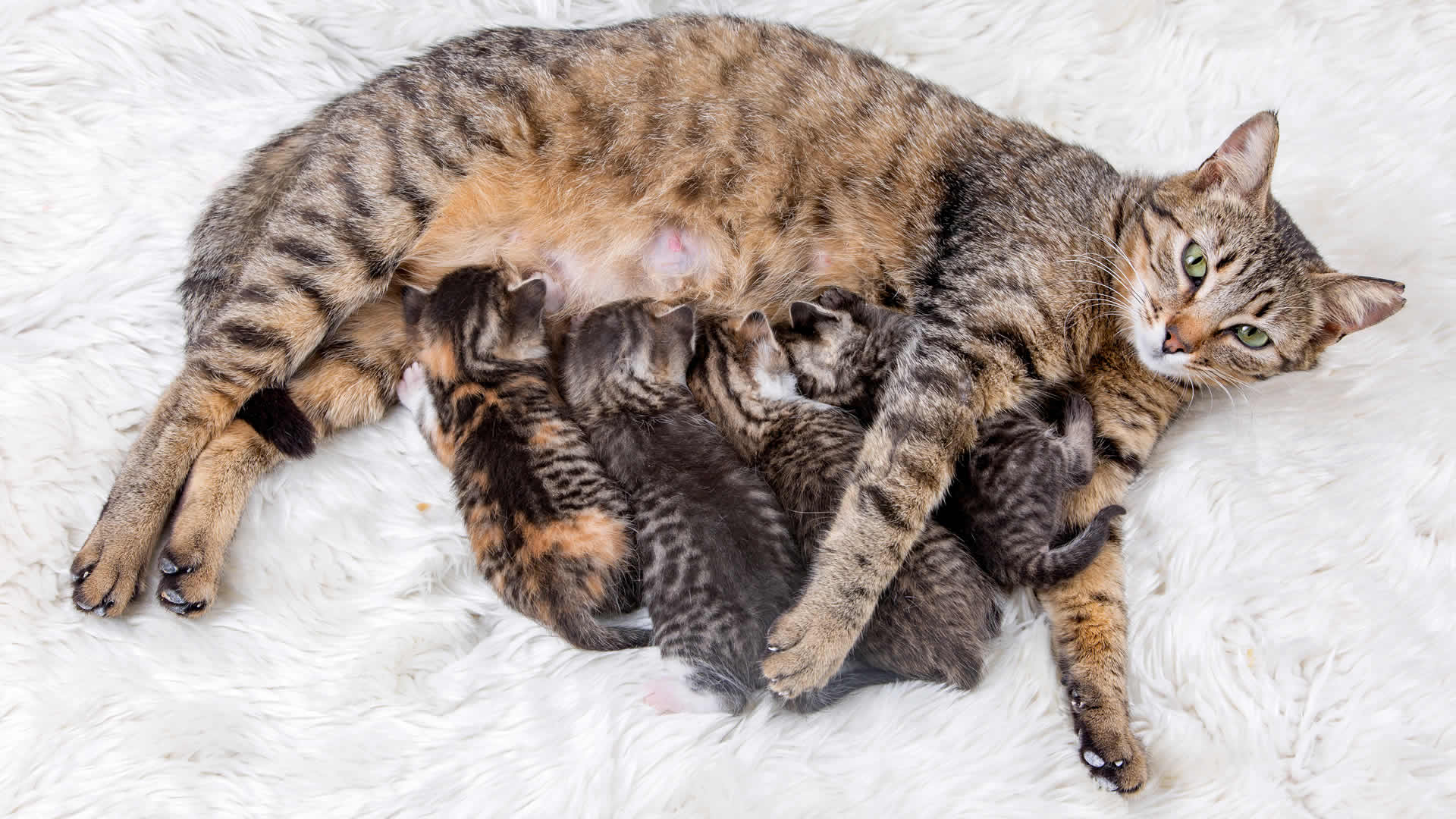 How soon can a cat get pregnant after giving birth