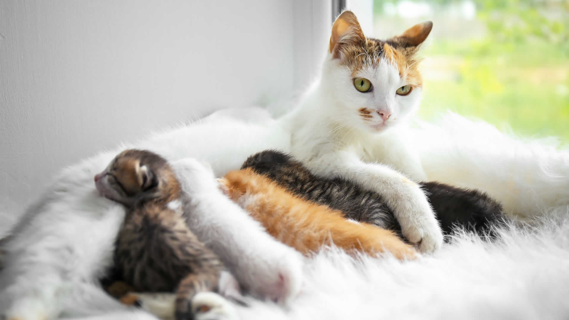 Can Cats Get Pregnant While Nursing?