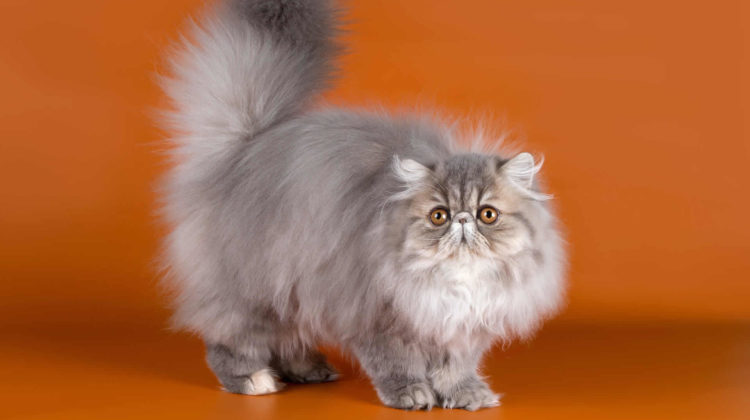 Persian Cats History Appearance Personality 750x420 