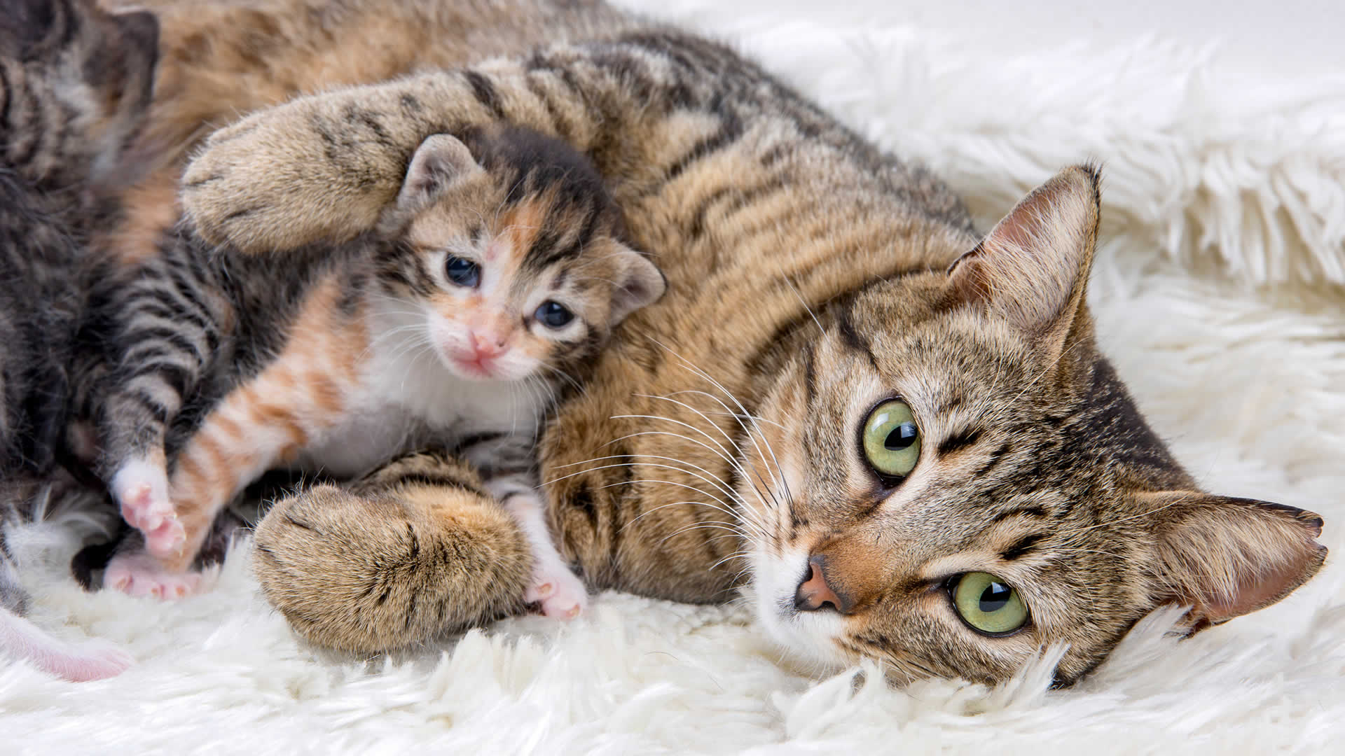 Can Cats Get Pregnant While Nursing?