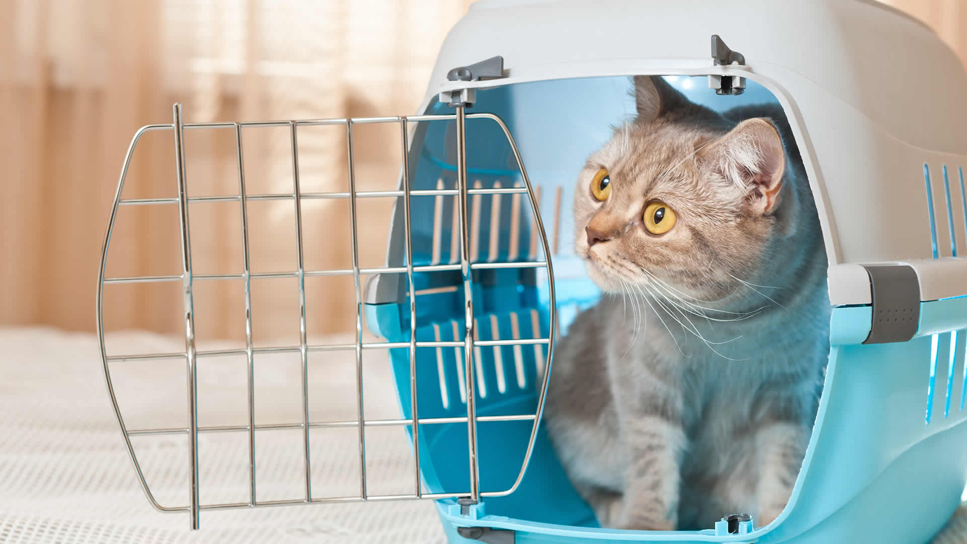 Training a cat for a carrier