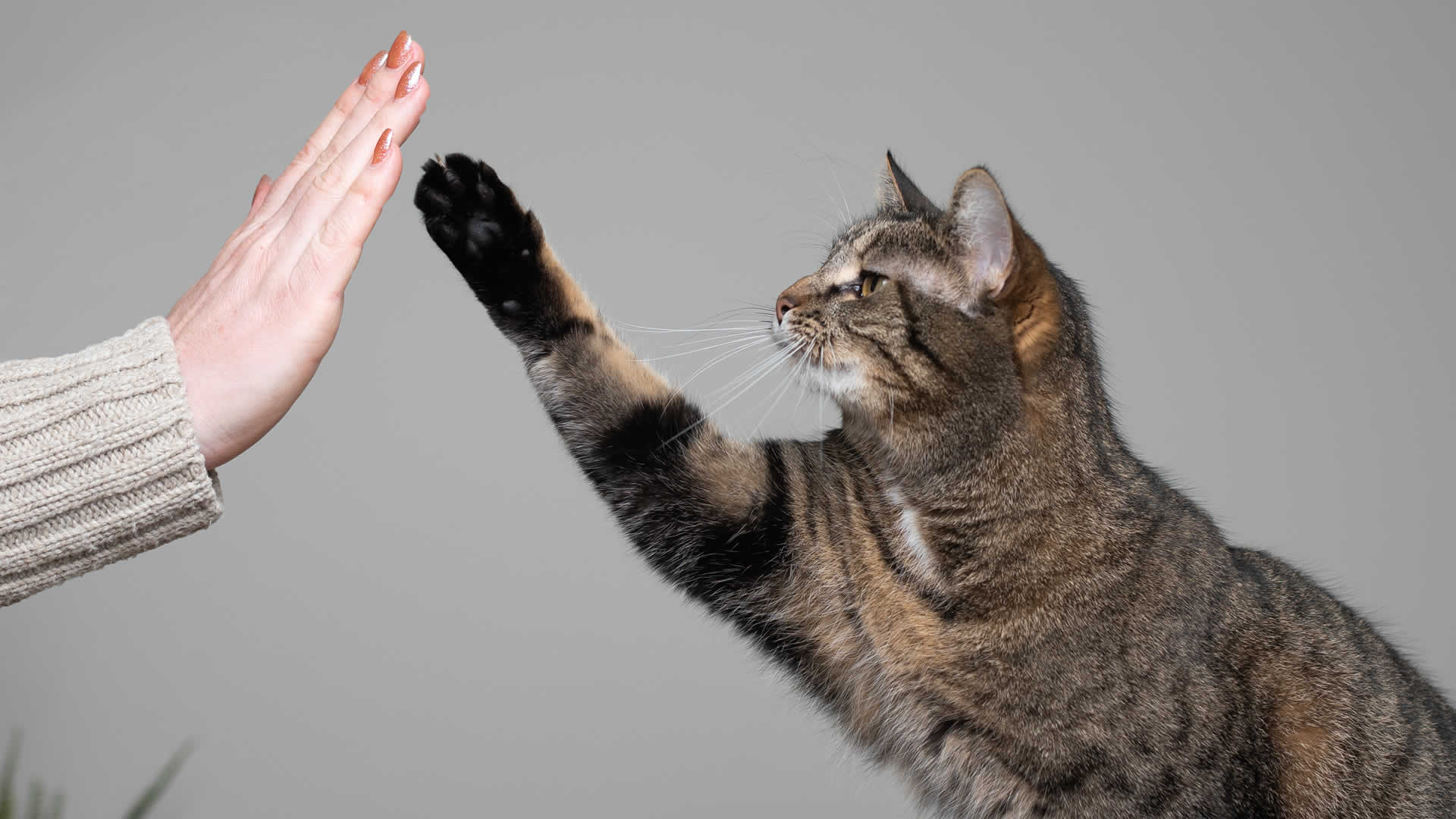 Training cat to high-five