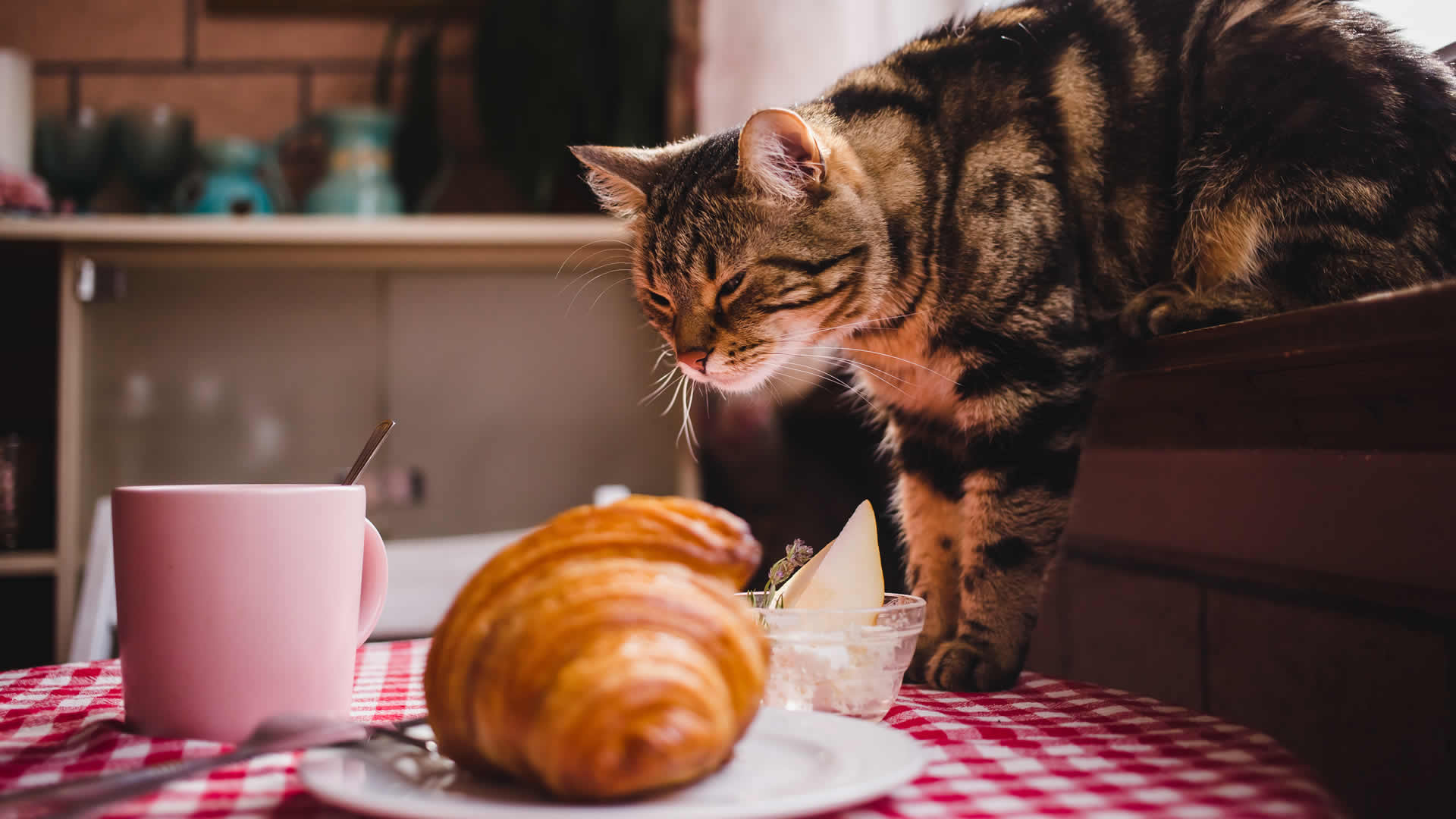 Training cat to respect physical boundaries