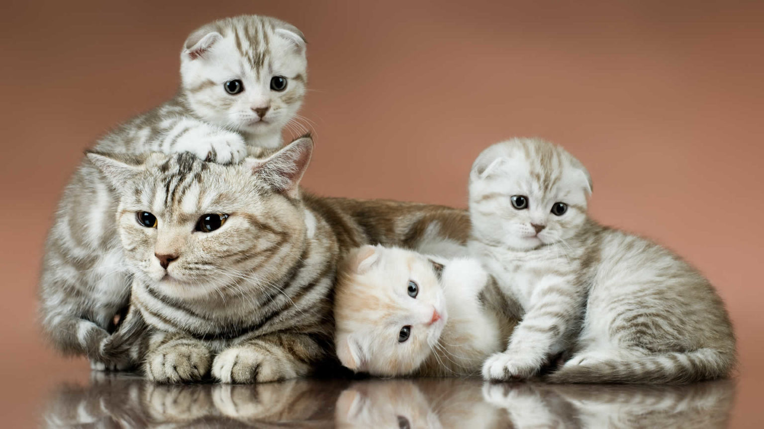 Can Cats Get Pregnant While Nursing?