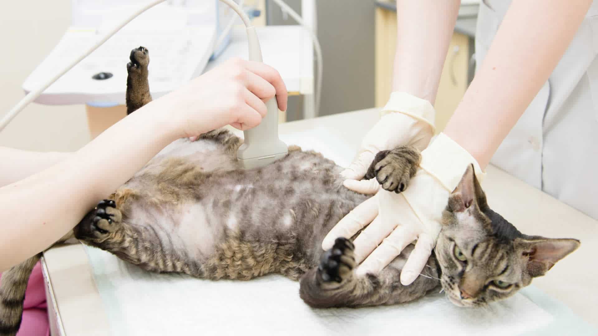 What to expect when your cat is pregnant