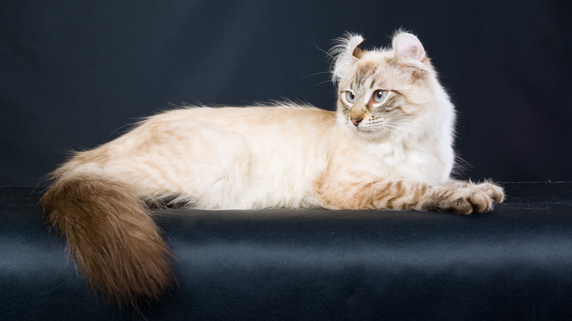 American Curl with Tail