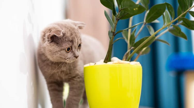 Are ferns toxic to cats