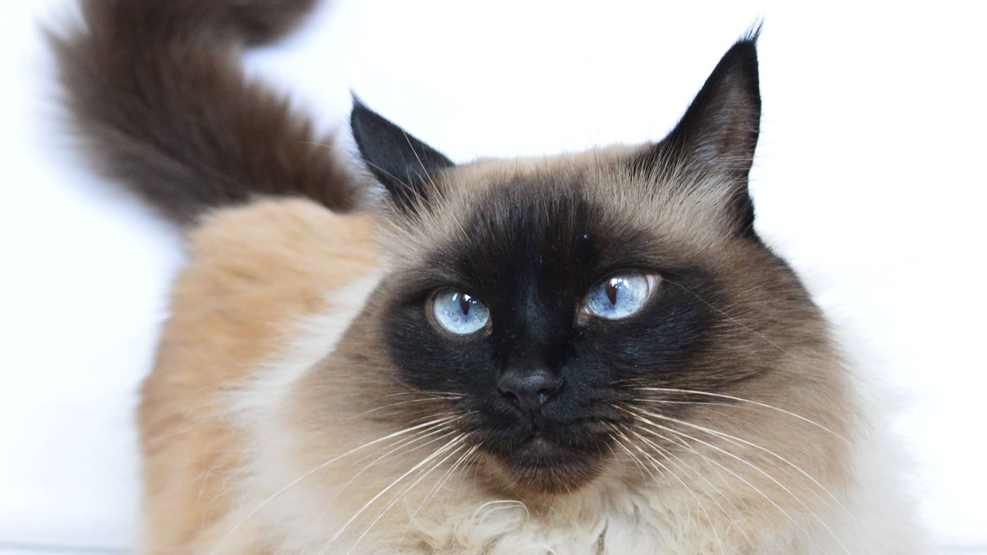 Balinese Cat