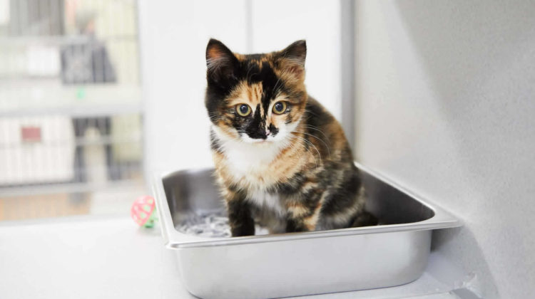 The 15 Best Cat Litter for Small Apartment Litter Boxes