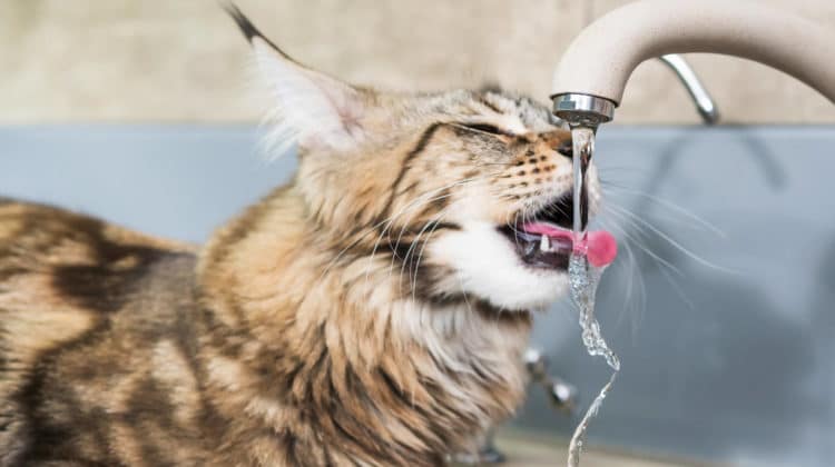 Ceramic Cat Water Fountain