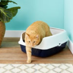 Chewy Frisco Open Top Cat Litter Box