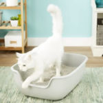 Chewy PetFusion BetterBox Non-Stick Cat Litter Box