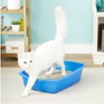 Chewy Van Ness Cat Litter Pan