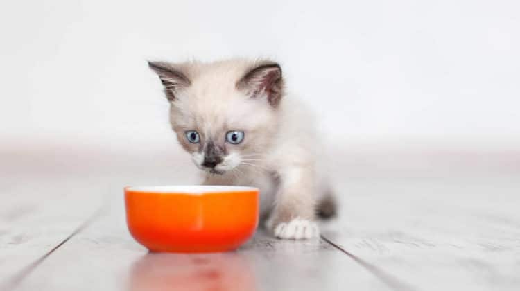 Do kittens need wet food