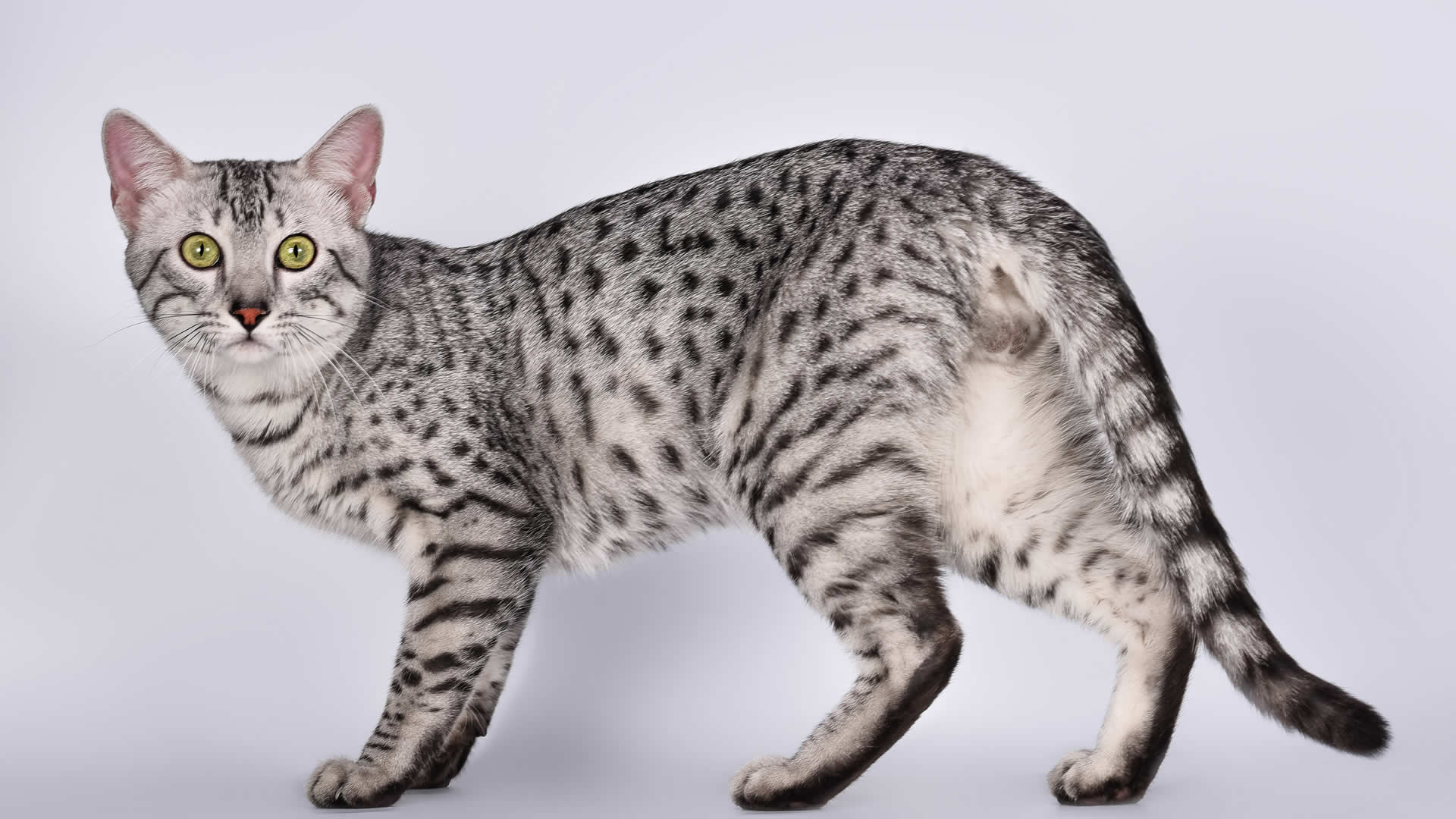 Egyptian Mau long tail cat breed