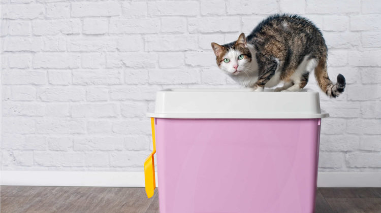 Cat litter box for big clearance cats