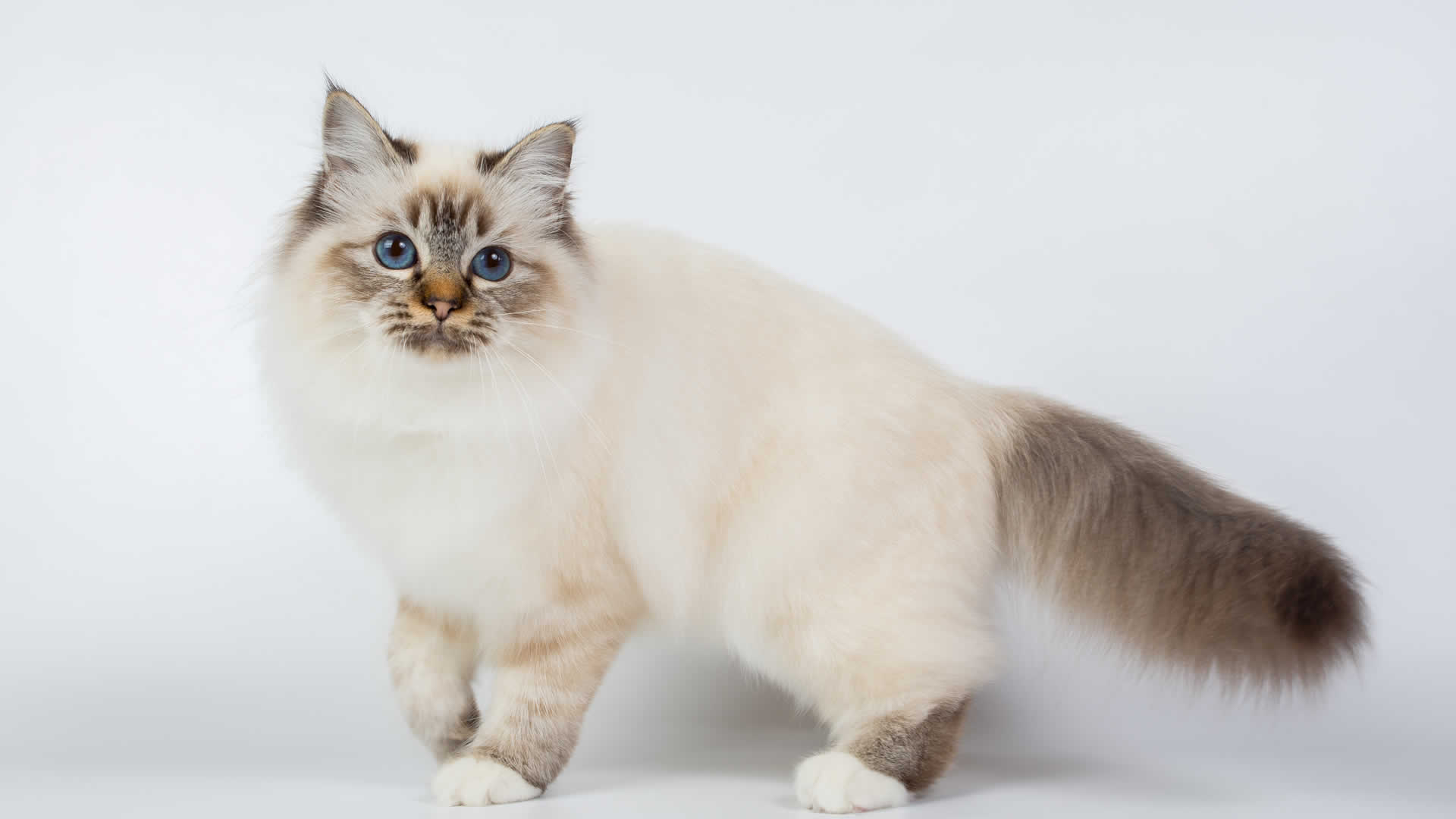 Fluffy long tailed Birman cat