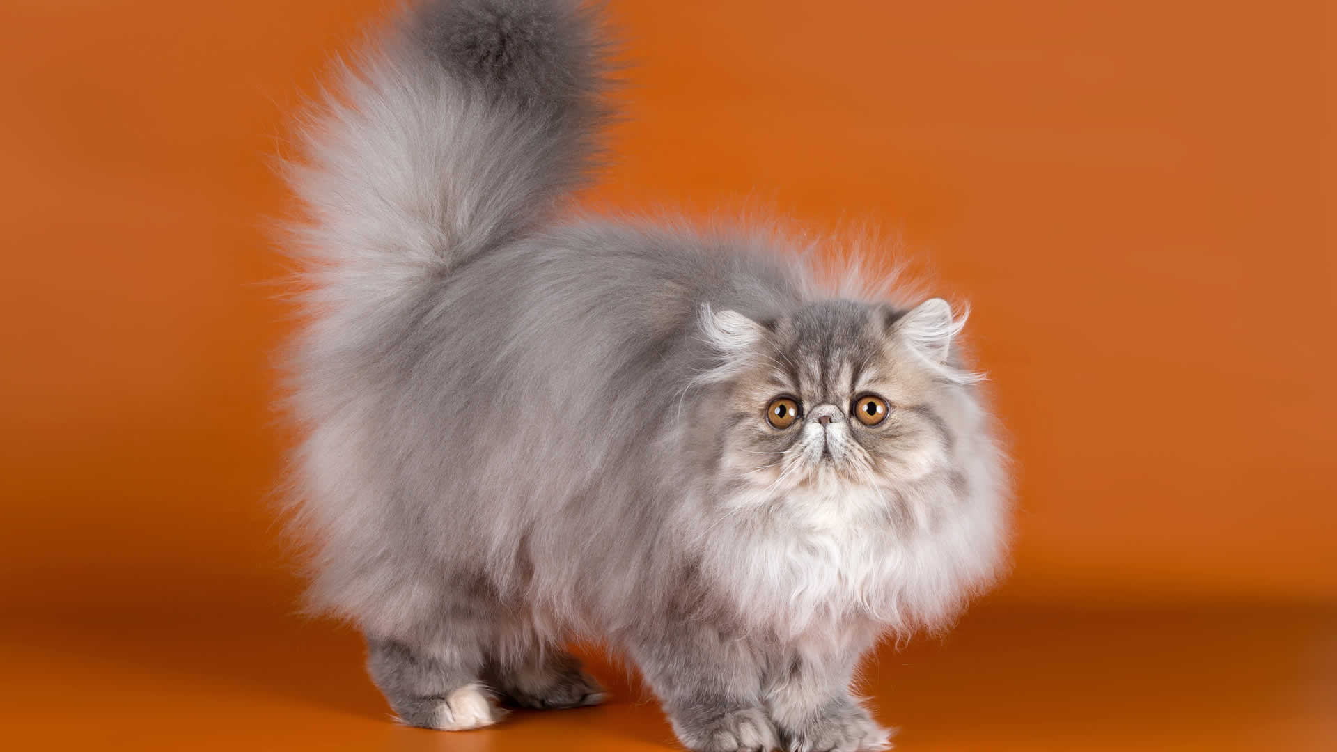 Fluffy long tailed Persian cat