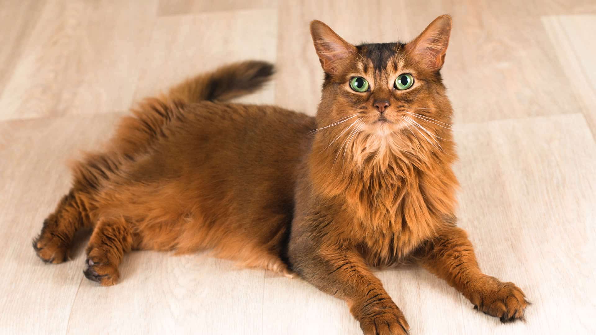 Long tail Somali cat