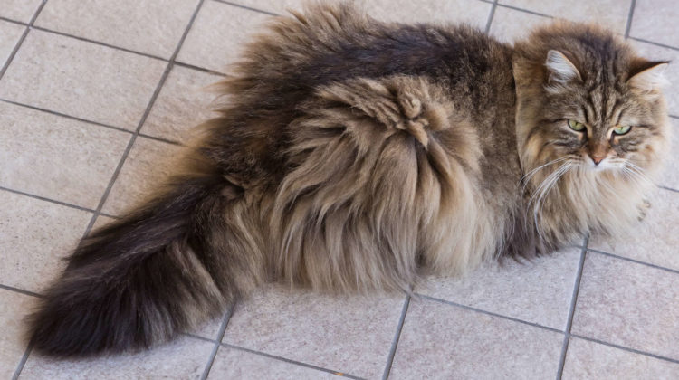 Long tail cat breeds