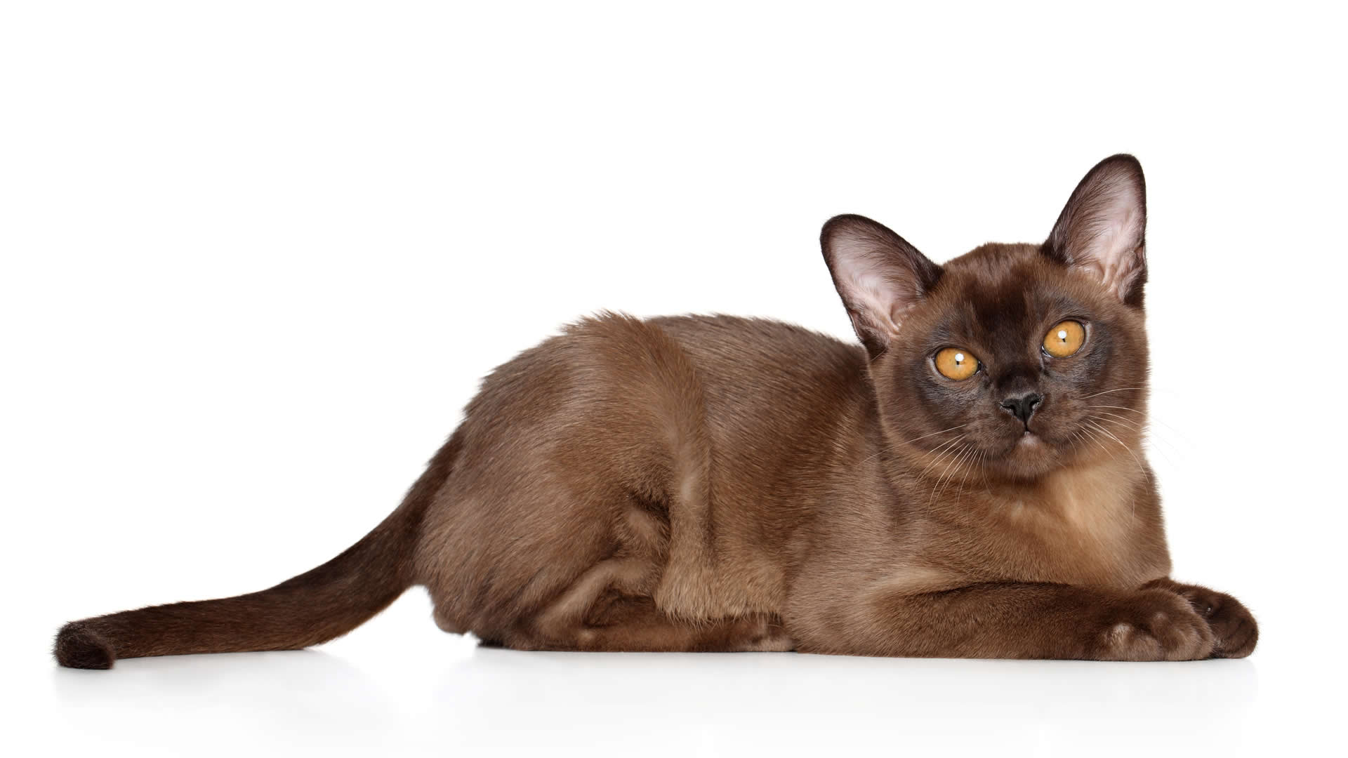 Long tailed Burmese cat