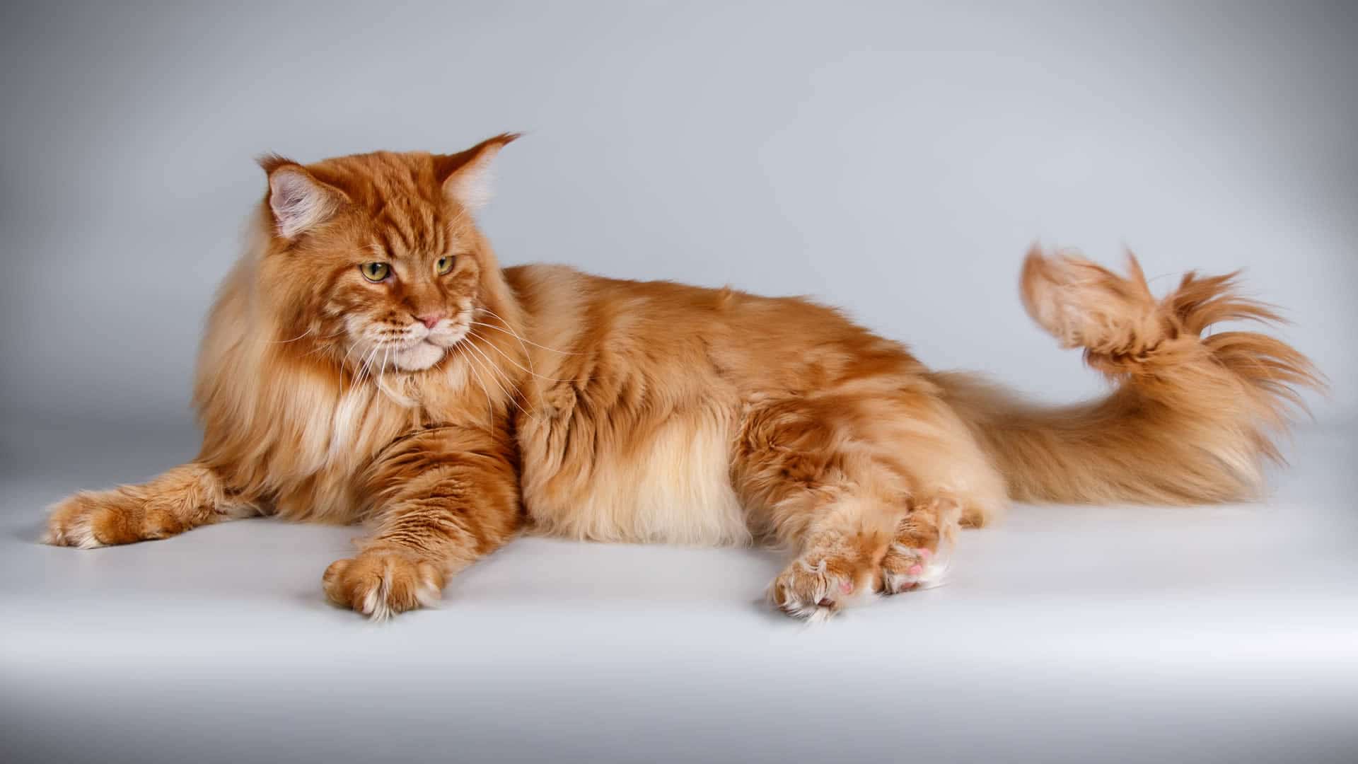 Long tailed Maine Coon cat