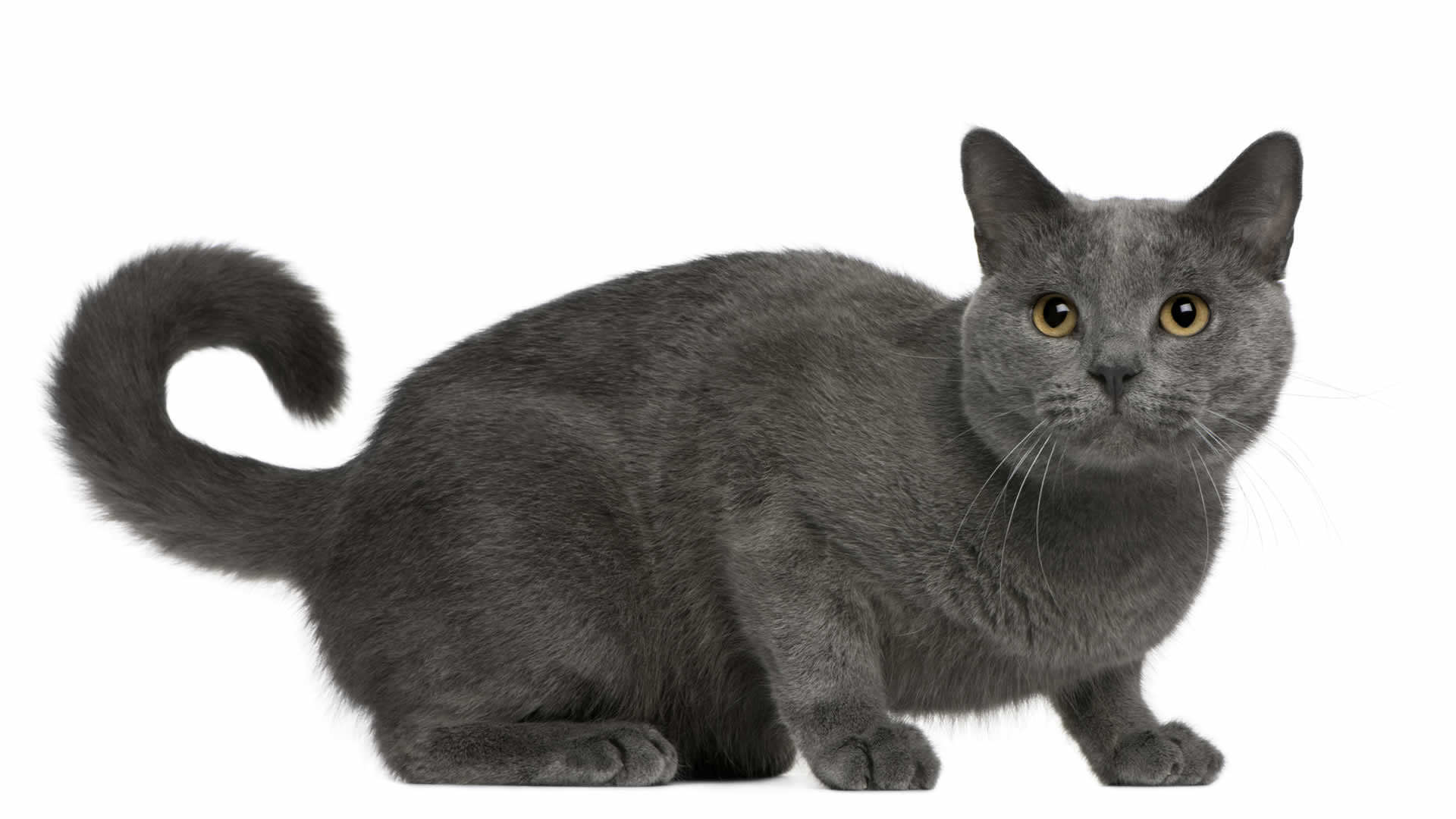 Long tailed cat breed Chartreux