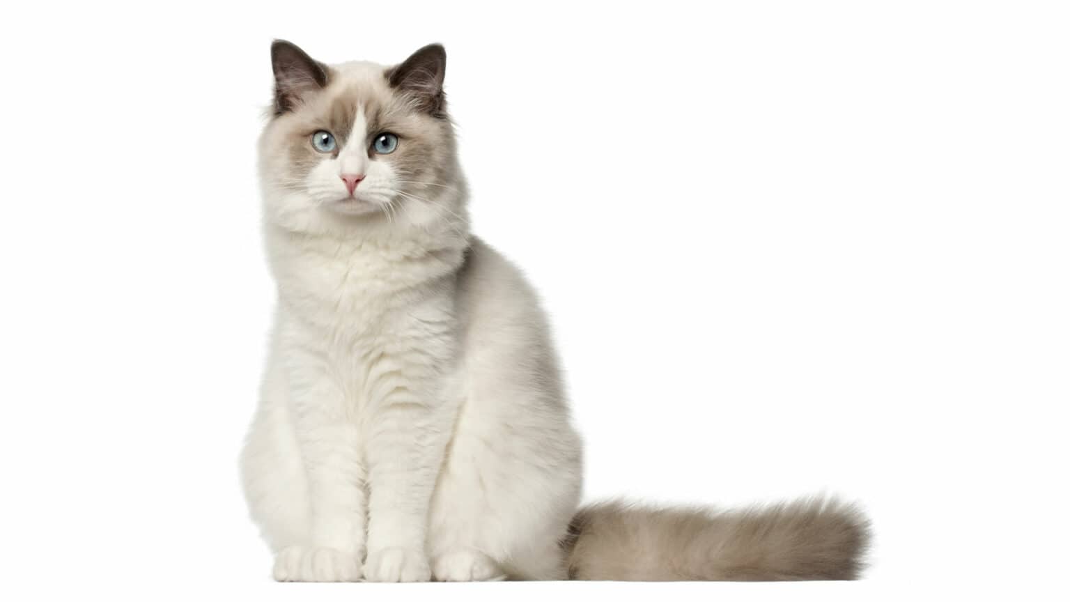 Long Tail Cat Breeds, Fluffy Tails & Others